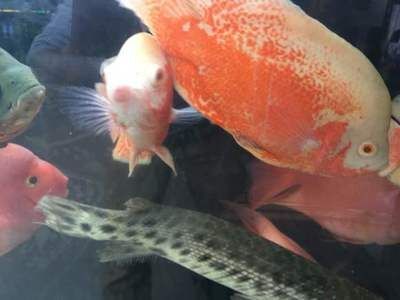 龍魚嘴上長肉瘤怎么治：龍魚嘴上的肉瘤怎么治