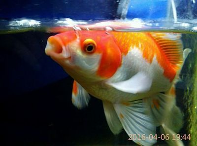 龍魚嘴上長肉瘤怎么治：龍魚嘴上的肉瘤怎么治