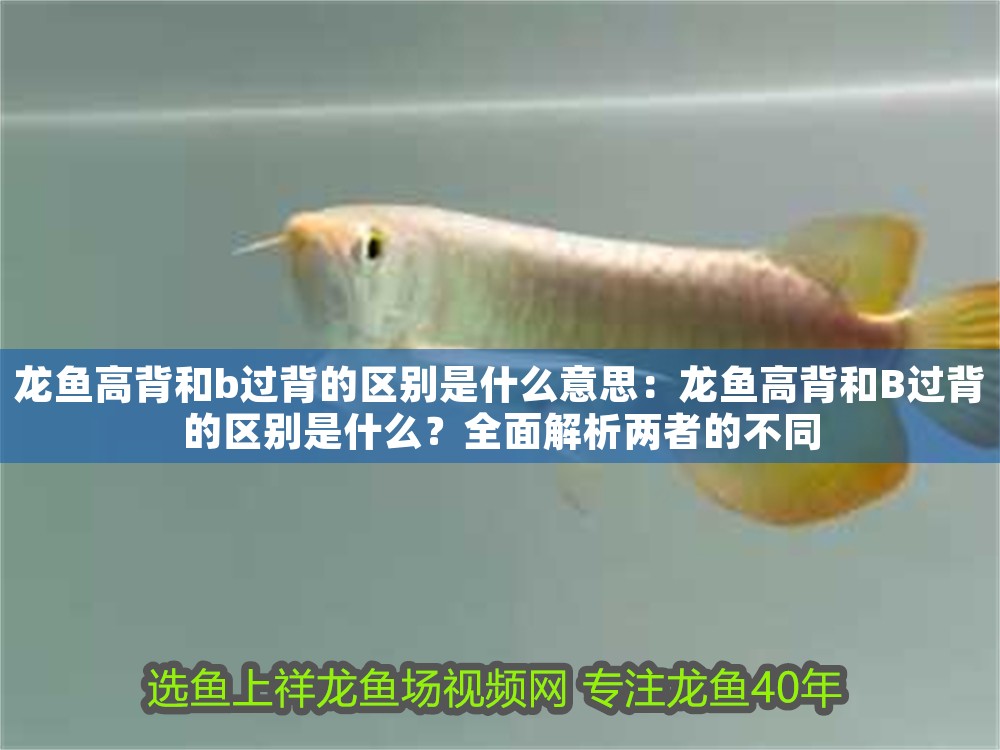 龍魚高背和b過背的區別是什么意思：龍魚高背和B過背的區別是什么？全面解析兩者的不同