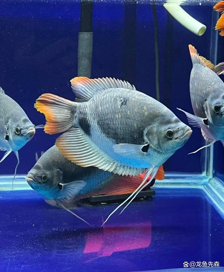 龍魚和戰(zhàn)船能一起養(yǎng)嗎圖片