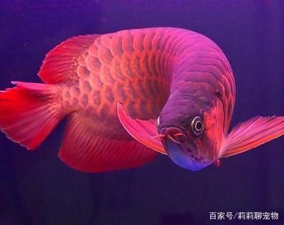 龍魚需要什么顏色的燈，龍魚對(duì)燈光顏色的需求