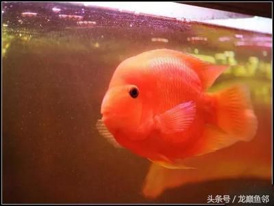 北京買龍魚的地方：北京龍魚市場北京龍魚購買渠道