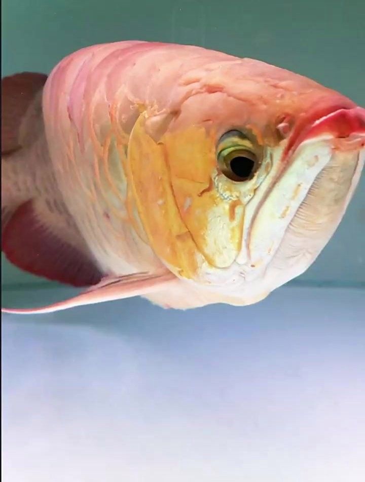 龍魚單眼凸出手術風險大嗎？