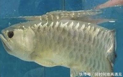 金龍魚不吃飯的原因：金龍魚不吃飯怎么辦