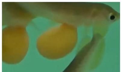 金龍魚不吃飯的原因：金龍魚不吃飯怎么辦
