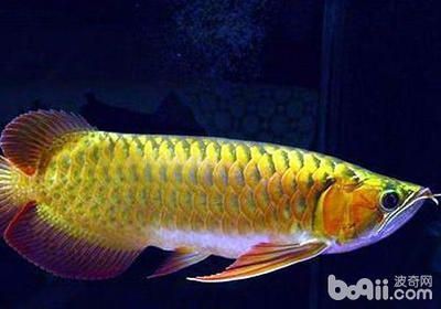 澳洲星點龍魚：澳洲星點龍魚怎么養？