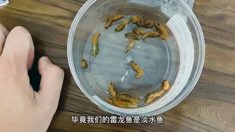 雷龍魚吃食：雷龍魚專用飼料品牌推薦