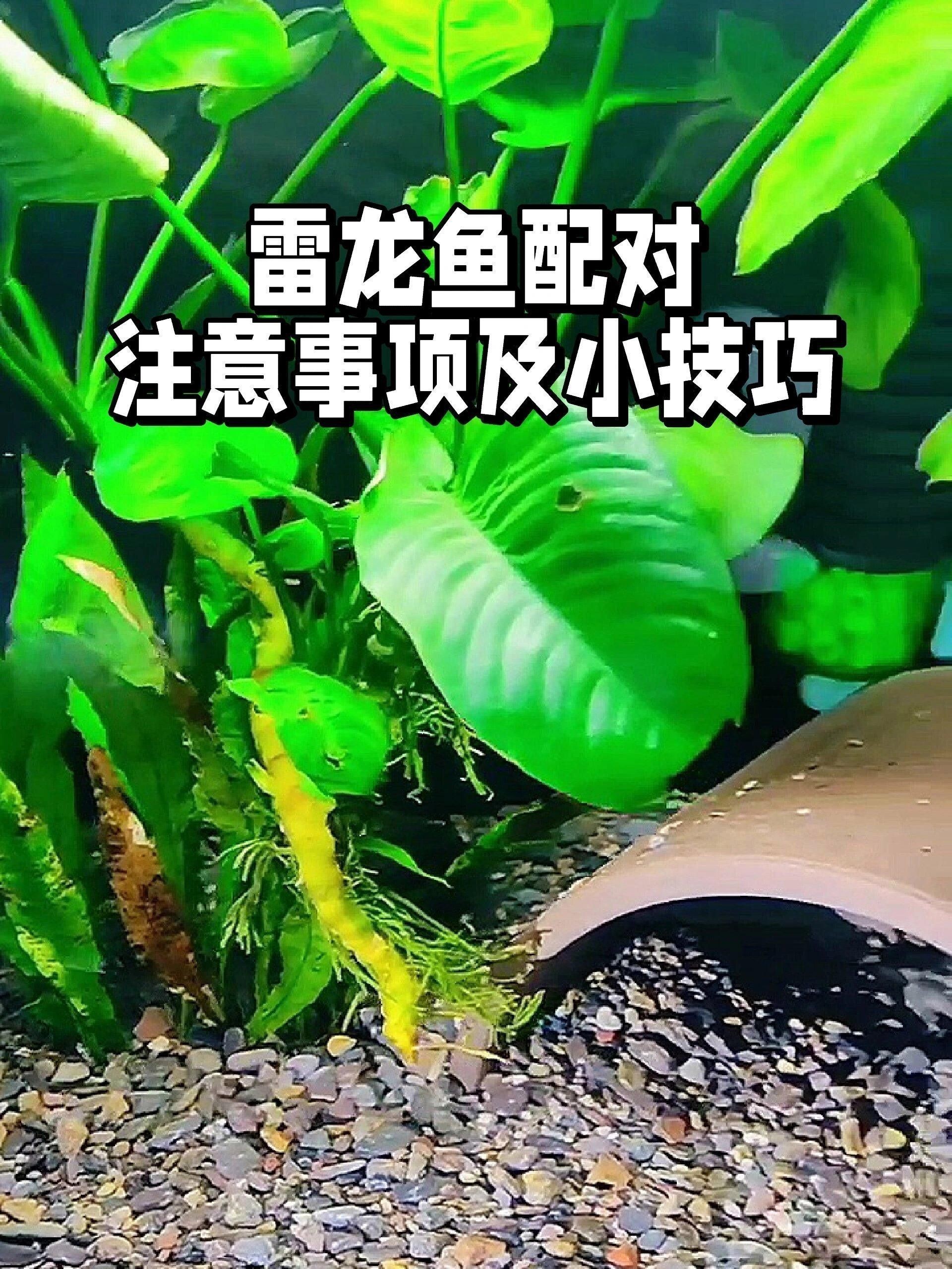如何給雷龍魚(yú)配對(duì)？