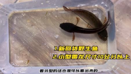如何給雷龍魚配對？