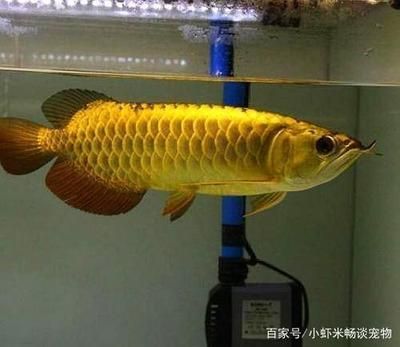 過背金龍魚用什么色溫的燈（養金龍魚用什么顏色的燈）