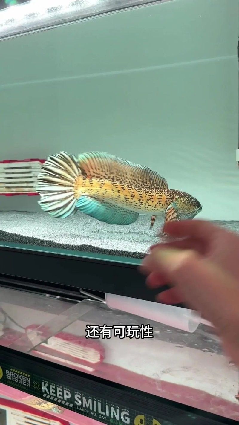 雷龍魚怎么馴養