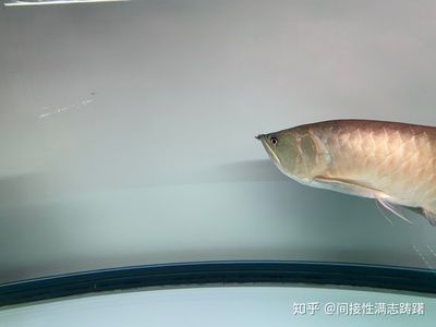 龍魚眼睛下垂怎么治療好：龍魚的眼睛下垂怎么治療好