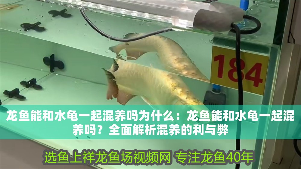龍魚能和水龜一起混養嗎為什么：龍魚能和水龜一起混養嗎？全面解析混養的利與弊