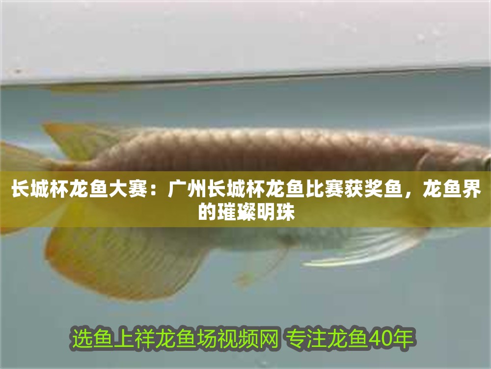 長城杯龍魚大賽：廣州長城杯龍魚比賽獲獎魚，龍魚界的璀璨明珠