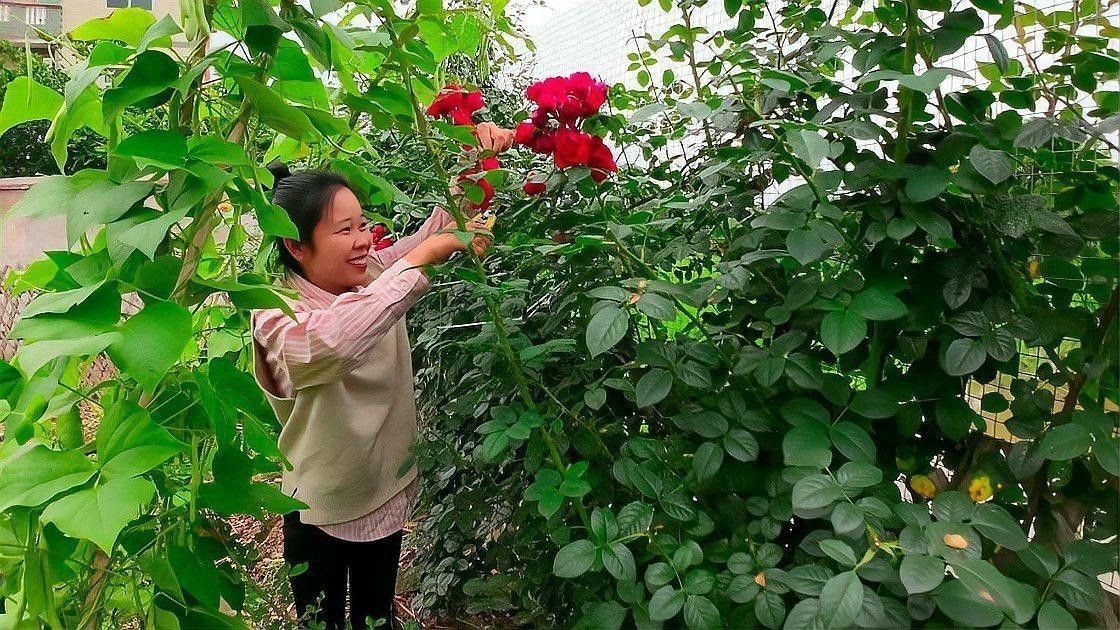 最小的紅龍魚苗多少錢一條圖片視頻