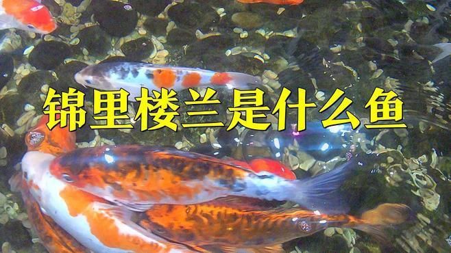 能詳細介紹錦鯉樓蘭嗎？