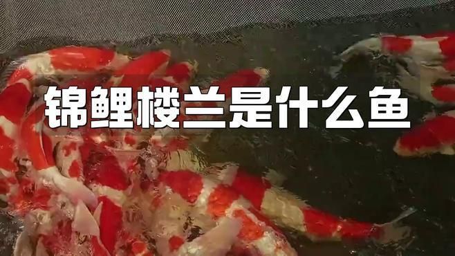 能詳細介紹錦鯉樓蘭嗎？