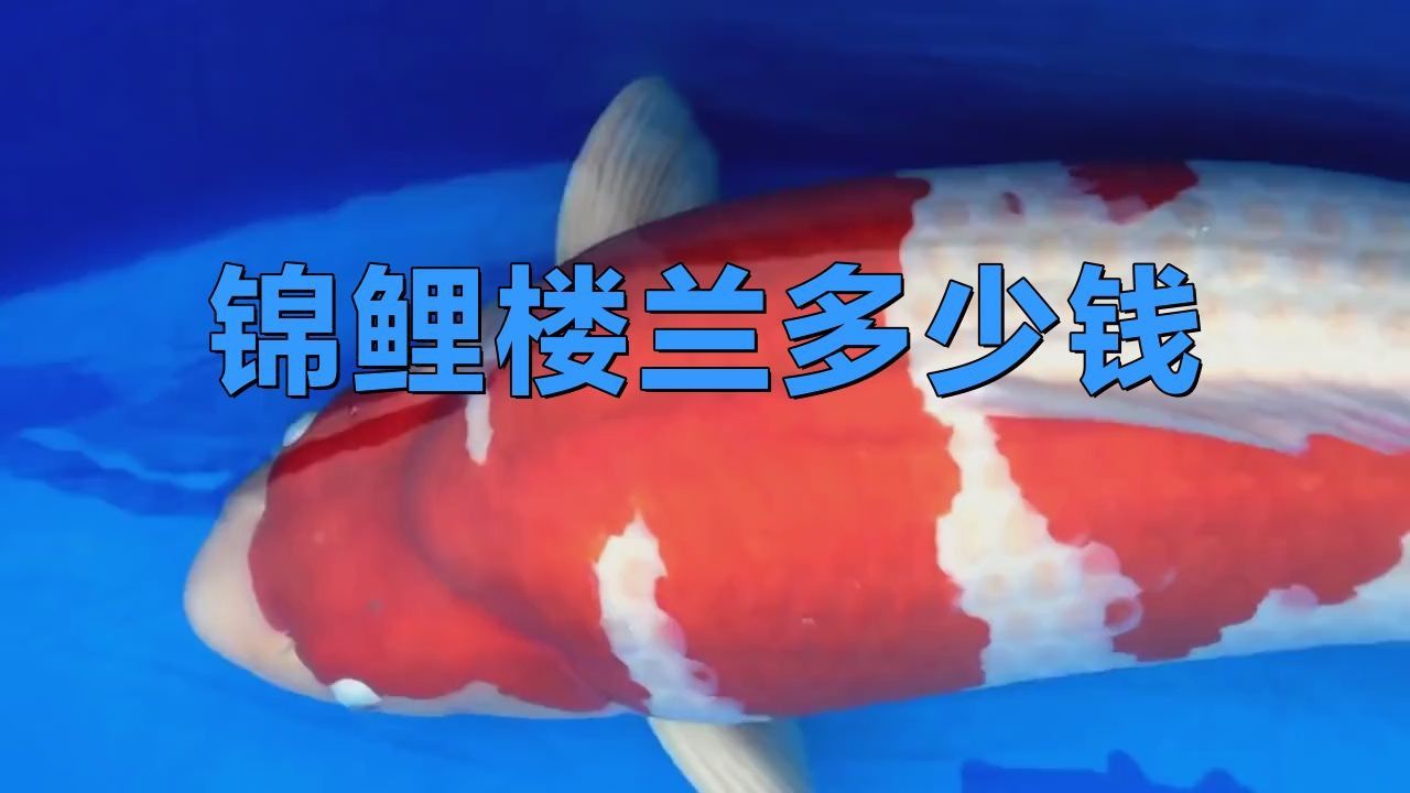 能詳細介紹錦鯉樓蘭嗎？