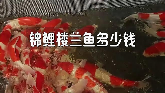 能詳細介紹錦鯉樓蘭嗎？