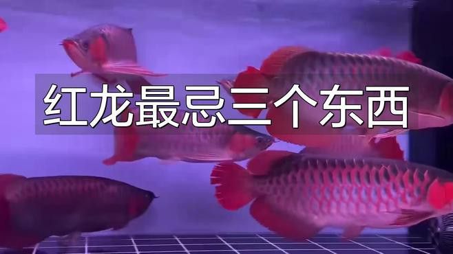 養(yǎng)紅龍魚(yú)的注意事項(xiàng)