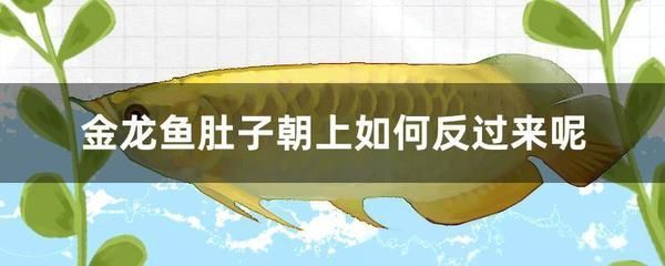 怎么固定金龍魚受傷泡沫（金龍魚受傷并且有泡沫附著，可以幫助金龍魚恢復健康）