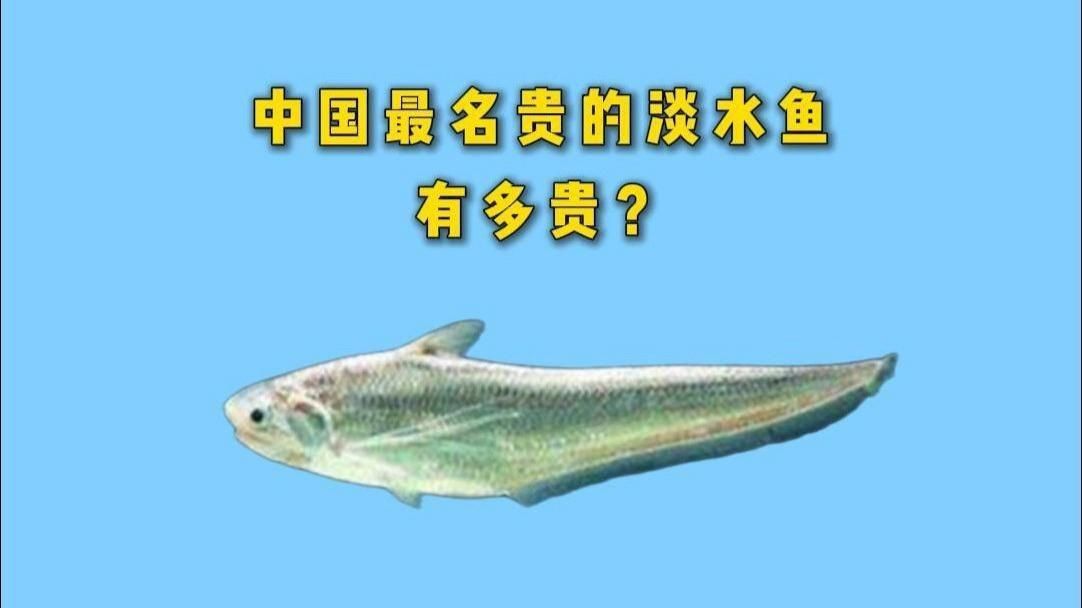 中國最昂貴十大名魚觀賞魚