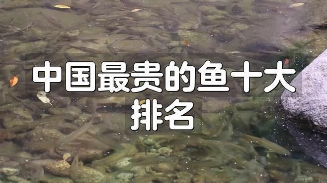 中國最昂貴十大名魚觀賞魚