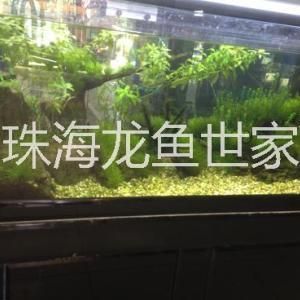 紅龍魚海水：紅龍魚在海水環境下生活的具體介紹