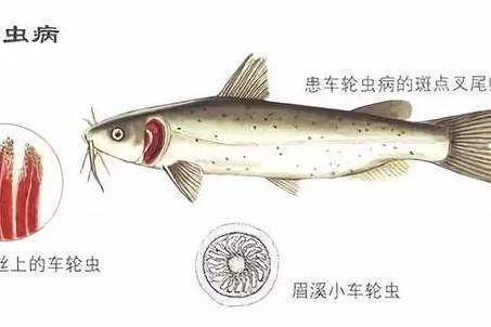 龍魚到家幾天可以換水：龍魚到家后何時可以換水