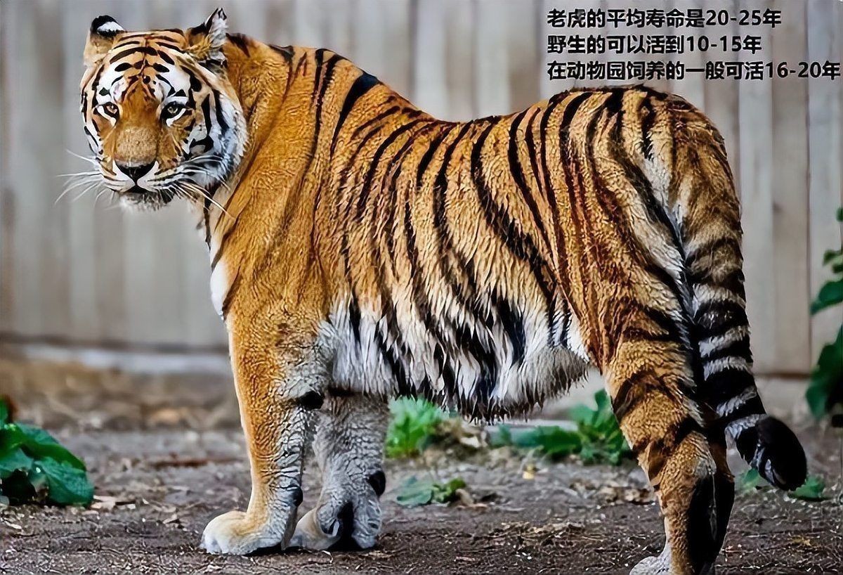 老虎為什么天生就害怕獅子