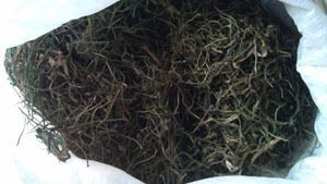 澳龍魚缸怎樣養水草：澳龍魚缸養殖技巧