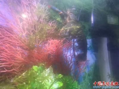 澳龍魚缸怎樣養水草：澳龍魚缸養殖技巧