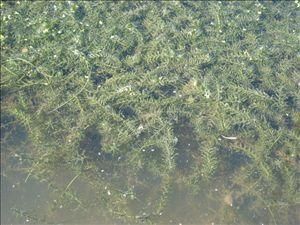 澳龍魚缸怎樣養水草：澳龍魚缸養殖技巧