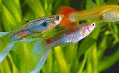 龍魚喜歡大水流嗎（適當控制魚缸中的水流,龍魚喜歡大水流嗎，）