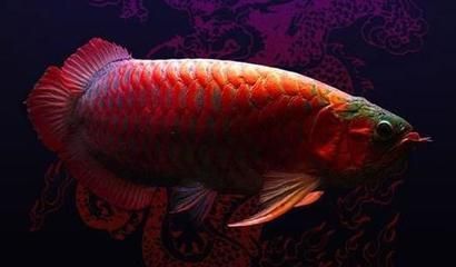 龍魚喜歡大水流嗎（適當控制魚缸中的水流,龍魚喜歡大水流嗎，）