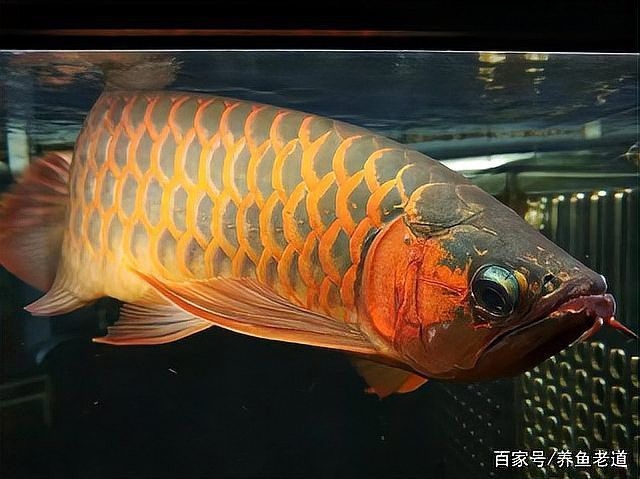龍魚鰭爛需要手術嗎？