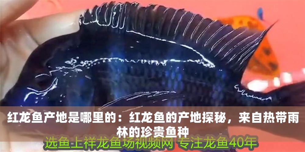 紅龍魚產地是哪里的：紅龍魚的產地探秘，來自熱帶雨林的珍貴魚種