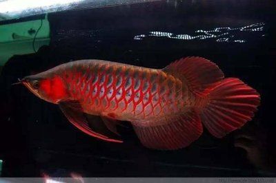 紅龍魚正常生長速度：紅龍魚的正常生長速度取決于飼養條件和個體差異