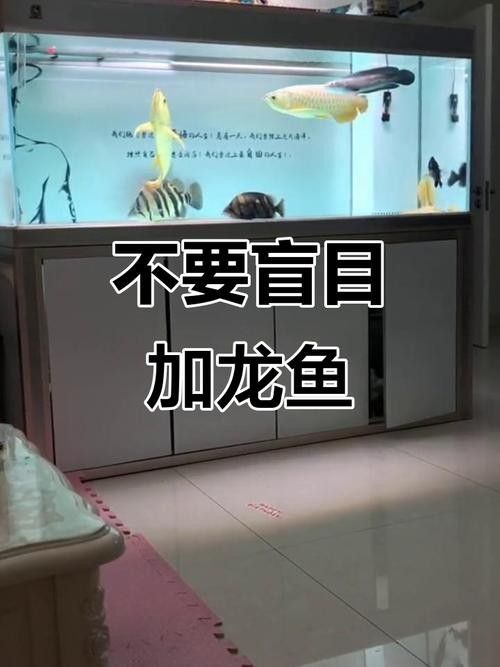 龍魚和斑馬魚混養(yǎng)可以嗎圖片