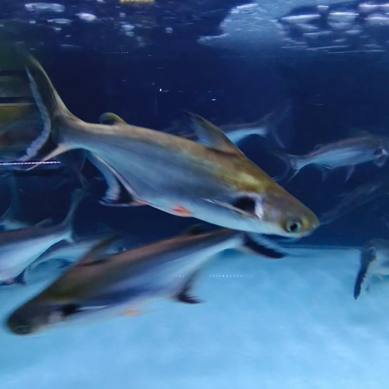 藍鯊魚圖片