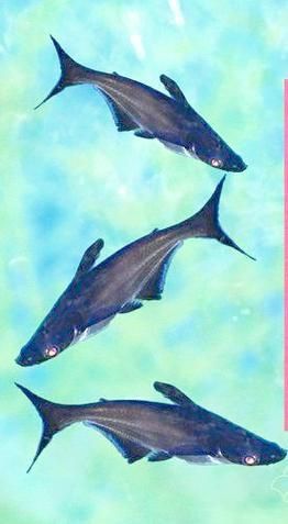 藍鯊魚圖片