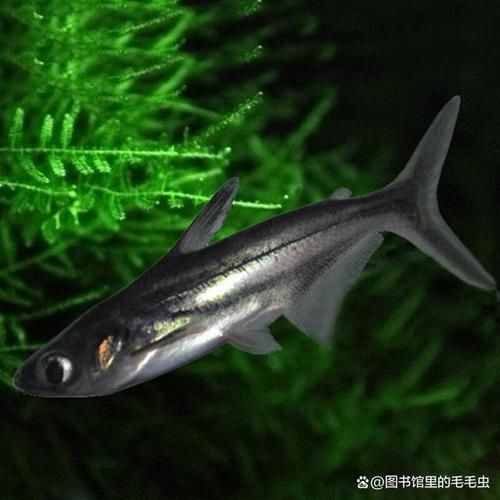 藍鯊魚圖片