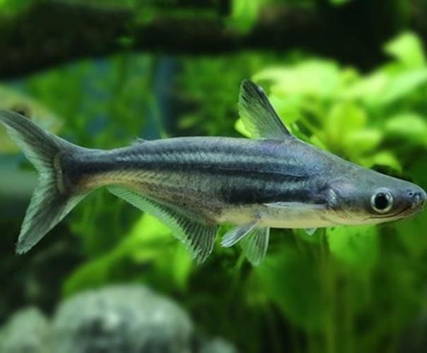 藍鯊魚圖片
