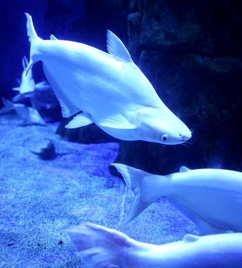 藍鯊魚圖片