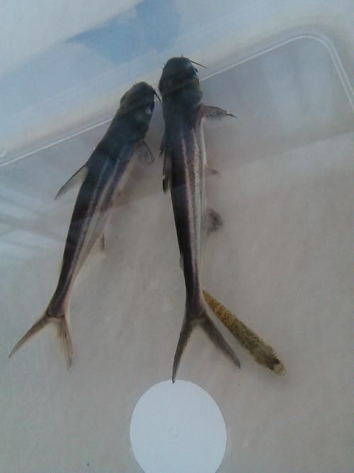 藍鯊魚圖片