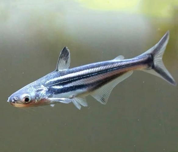 藍鯊魚圖片