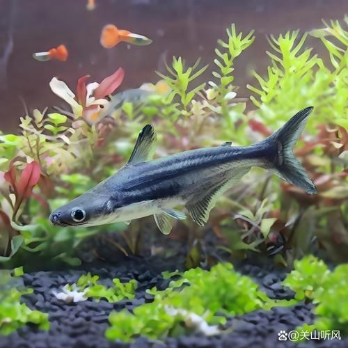 藍鯊魚圖片