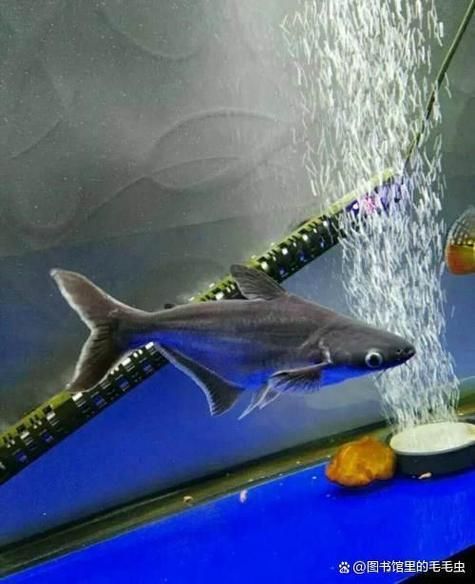 藍鯊魚圖片