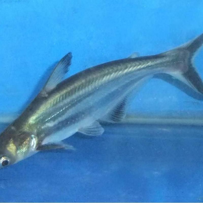 藍鯊魚圖片