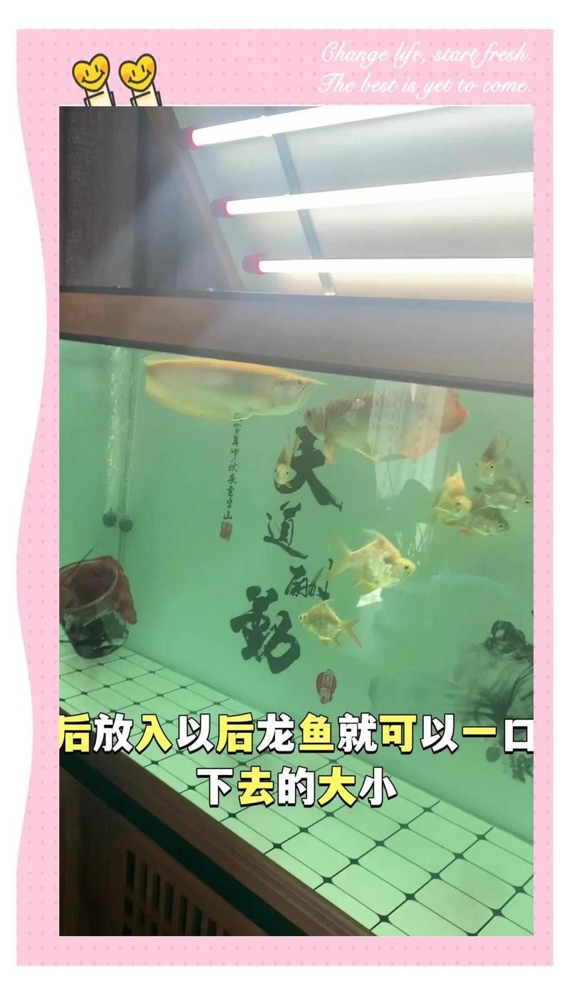 龍魚吃蝦時需要注意什么？